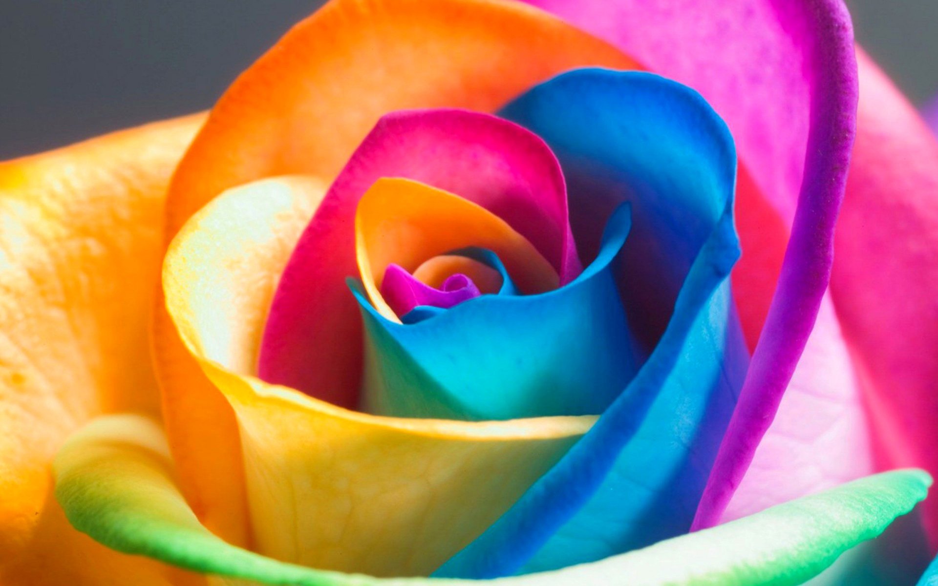 multicolore rose rose fleur