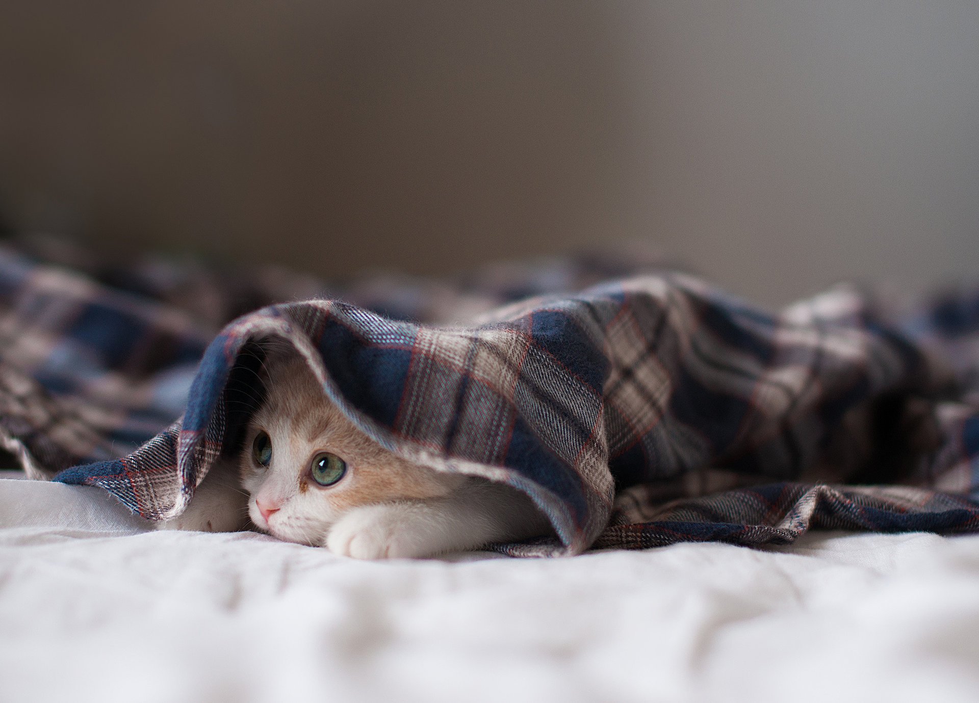 katze c ben torode verstecken suchen kätzchen hannah