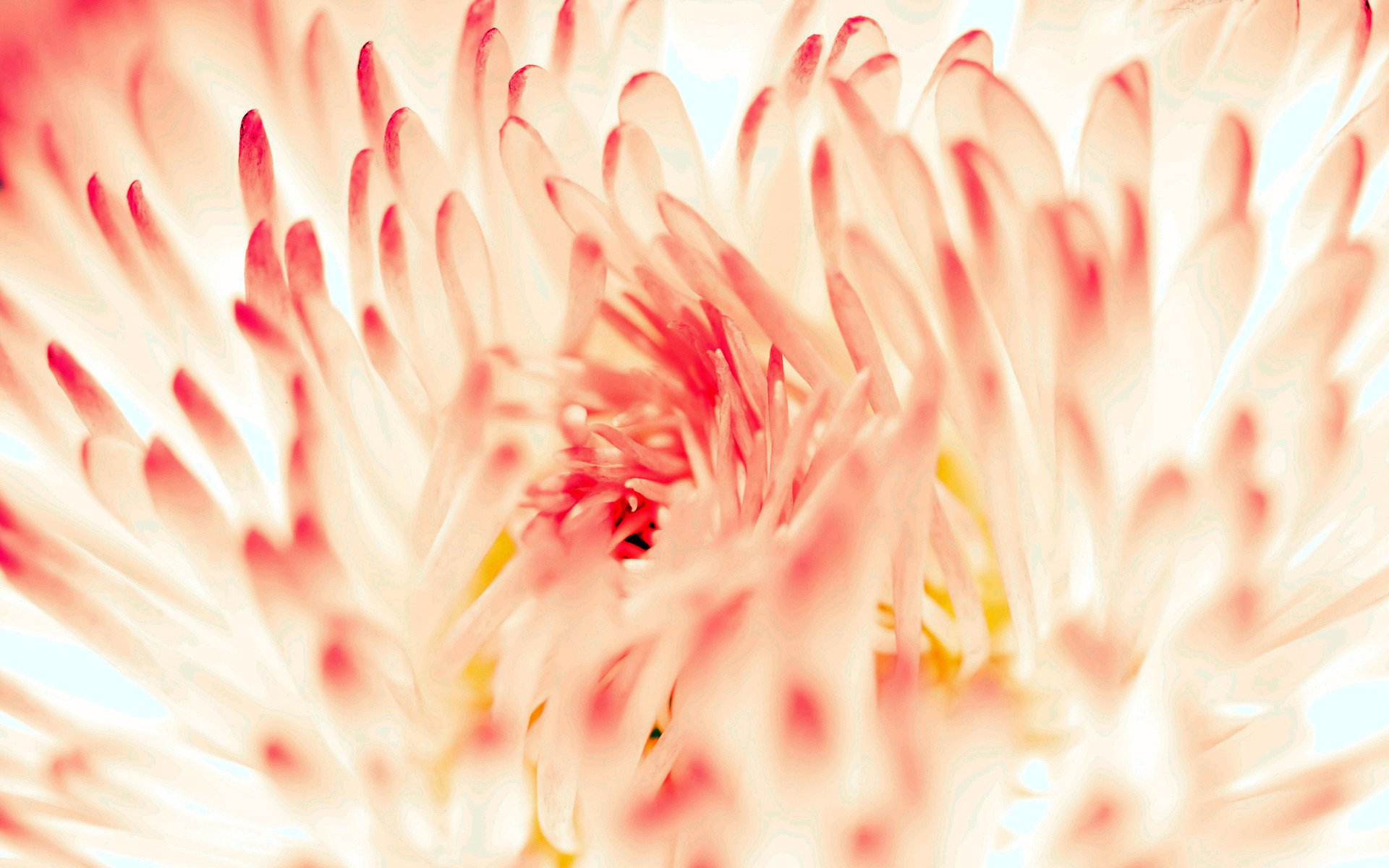 chrysanthemum flower petal