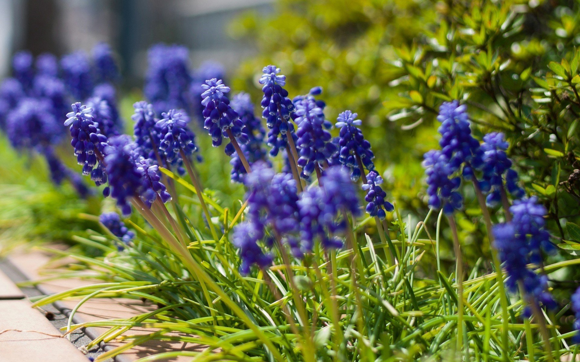 maushyazinthe blumen blaue blüten muscari pflanzen