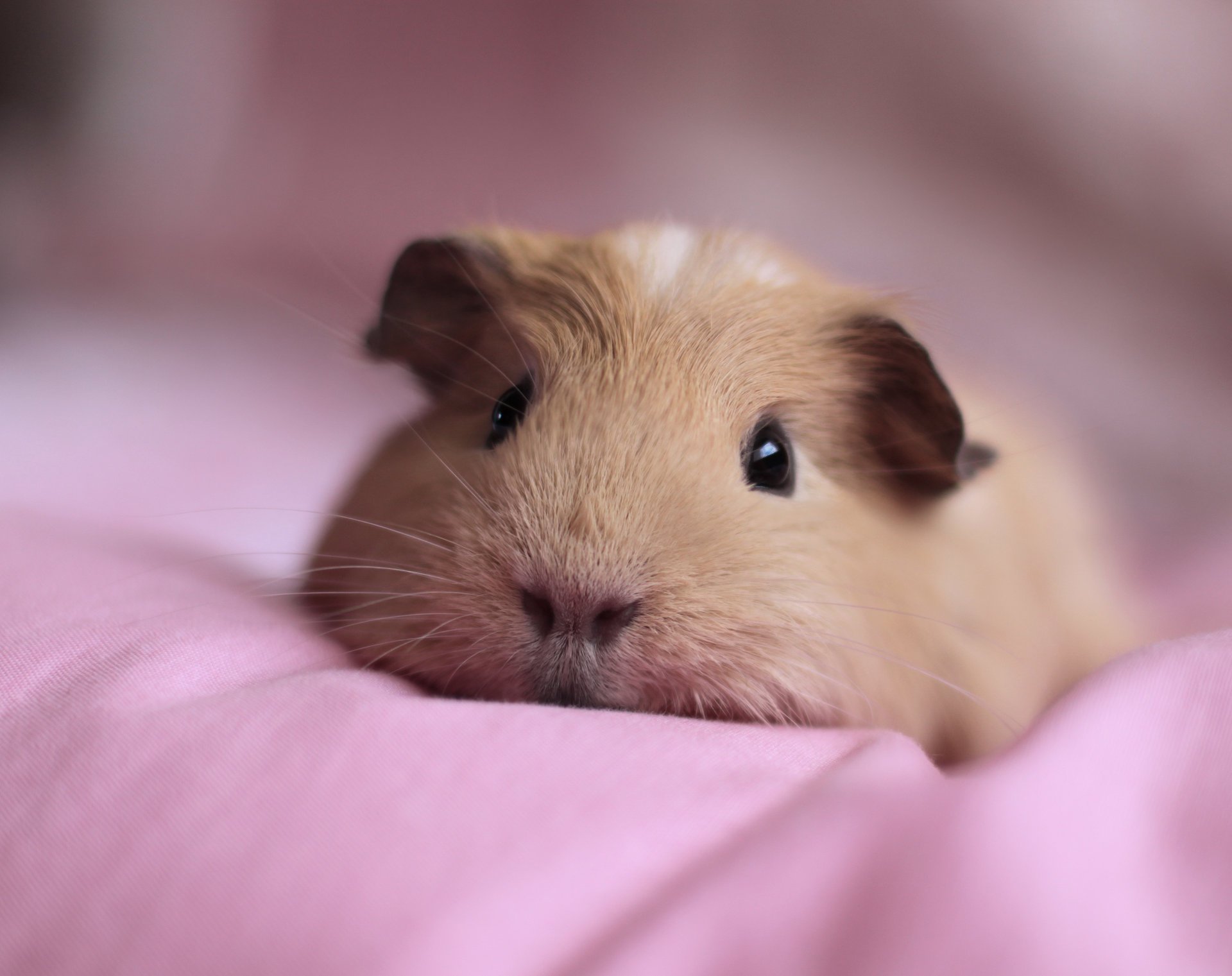 face animal lies guinea pig