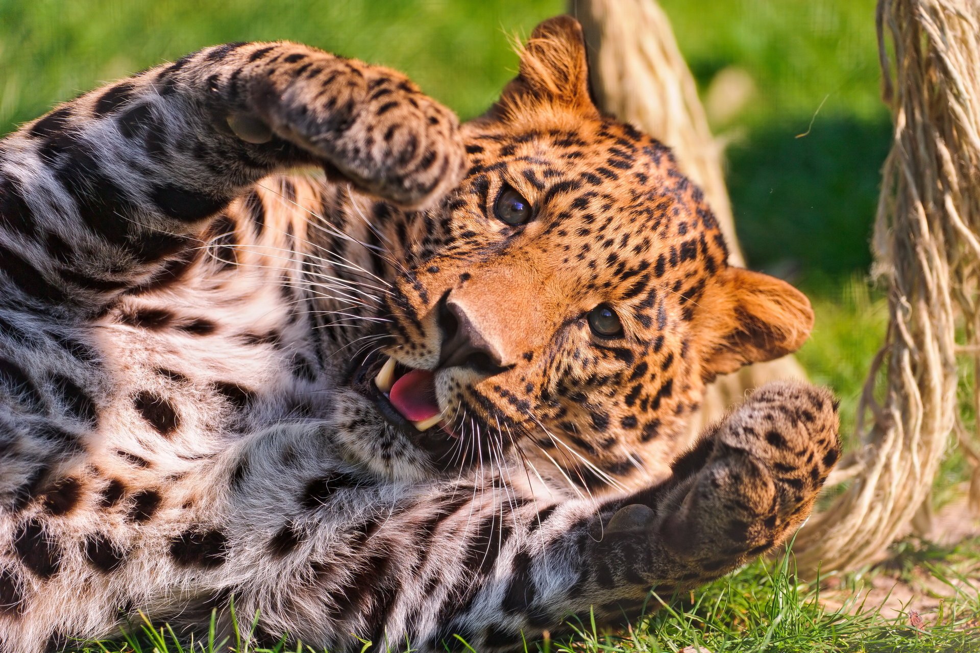 leopardo jugando hocico patas manchado