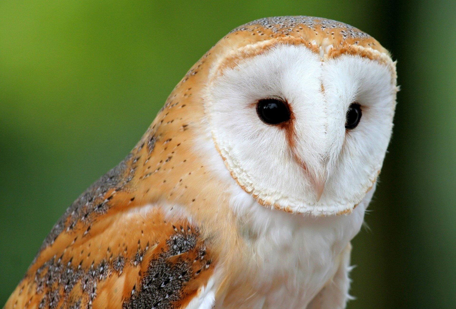 animals owl the barn owl wallpaper