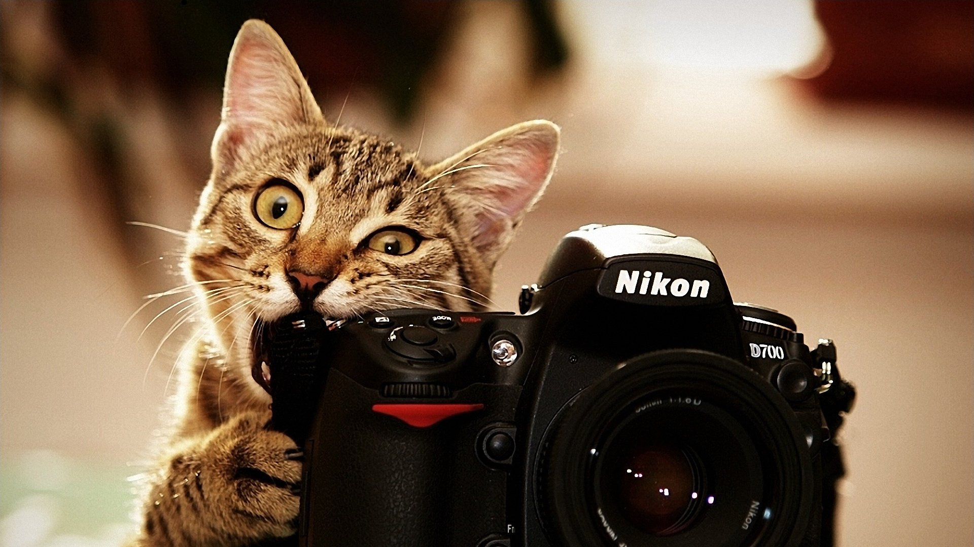 mord nikon chat appareil photo nikon chat chaton drôle objectif