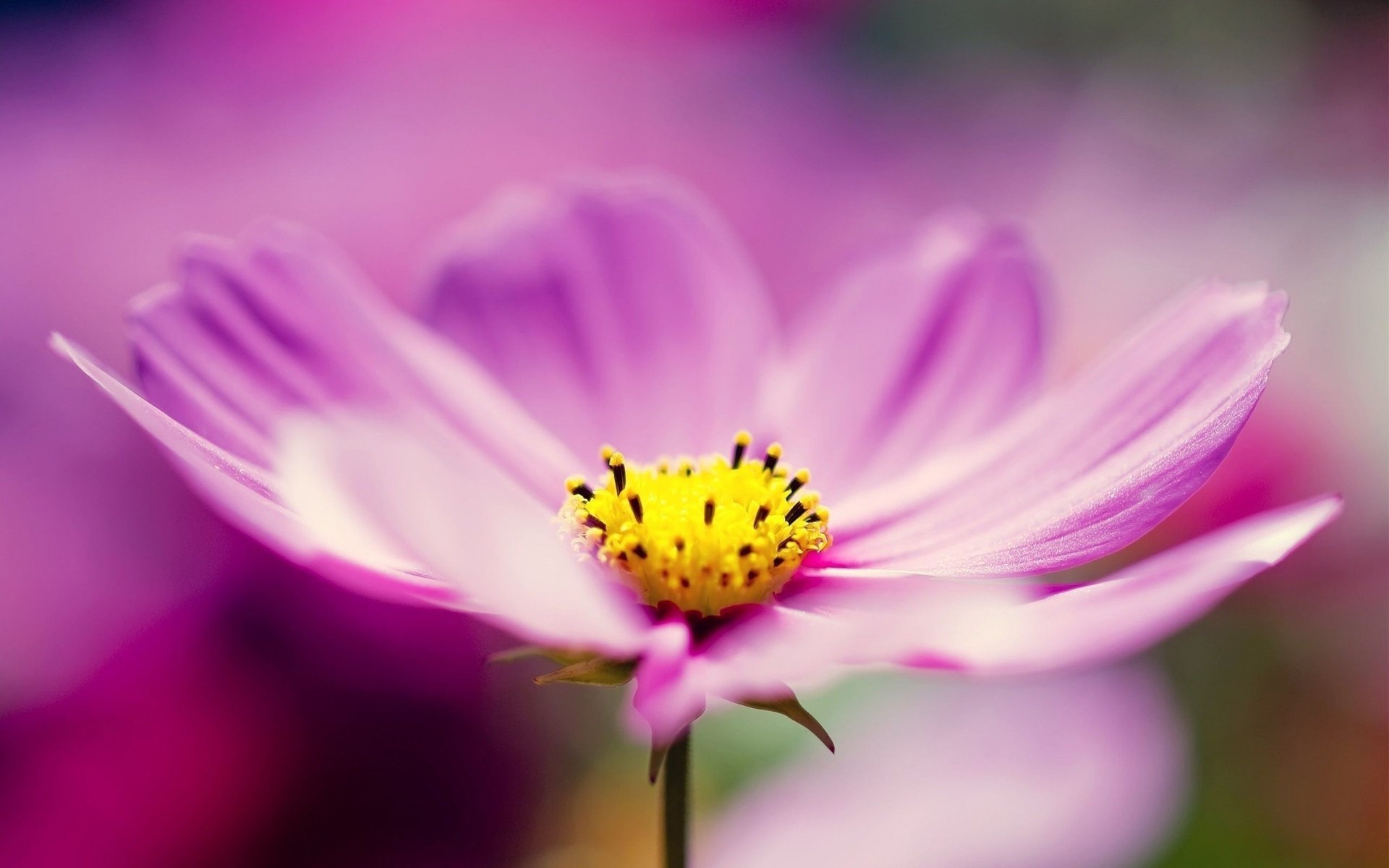 fiore di campo fiorellino