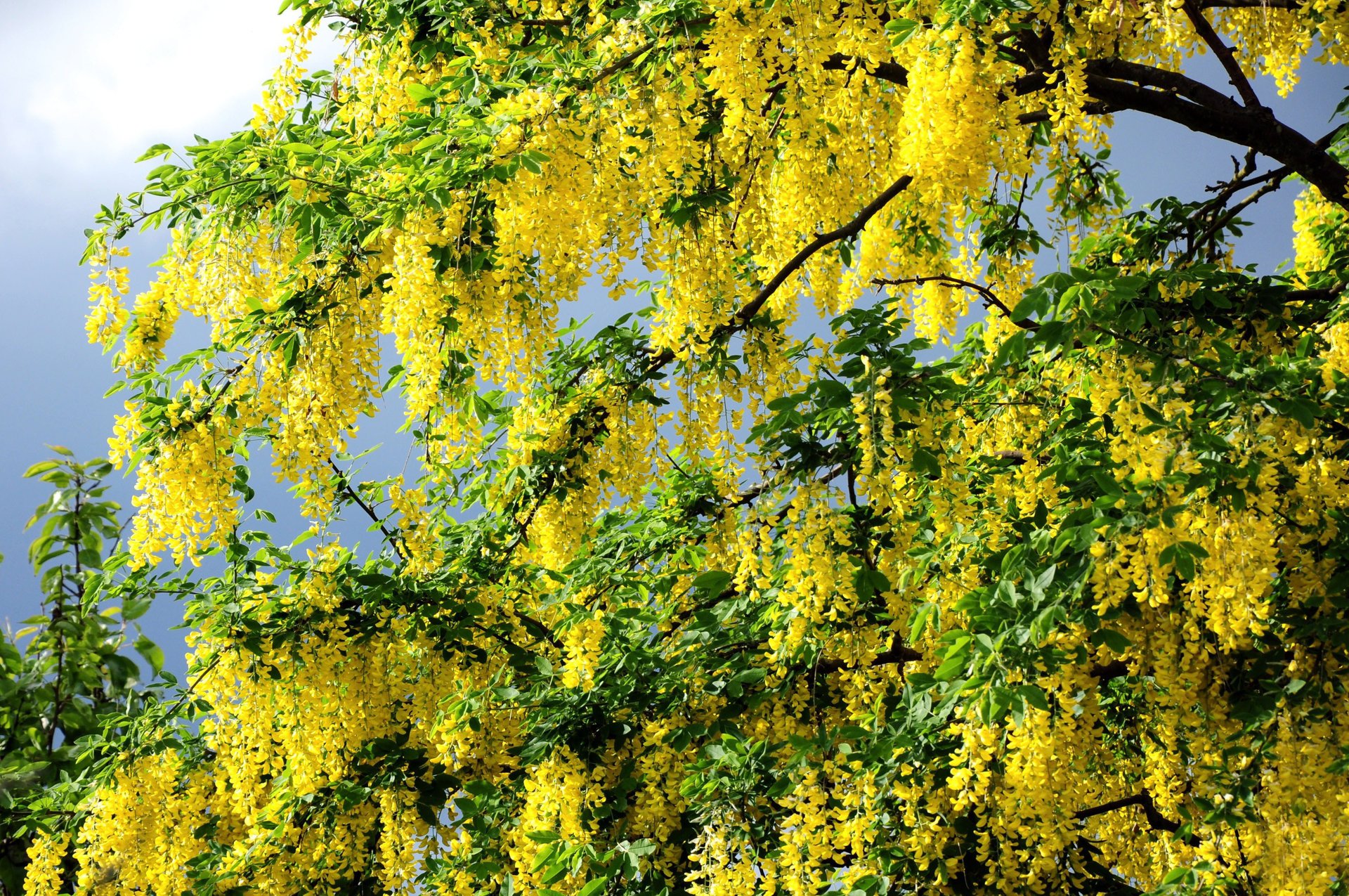 primavera fiori estate rami giallo albero foglie