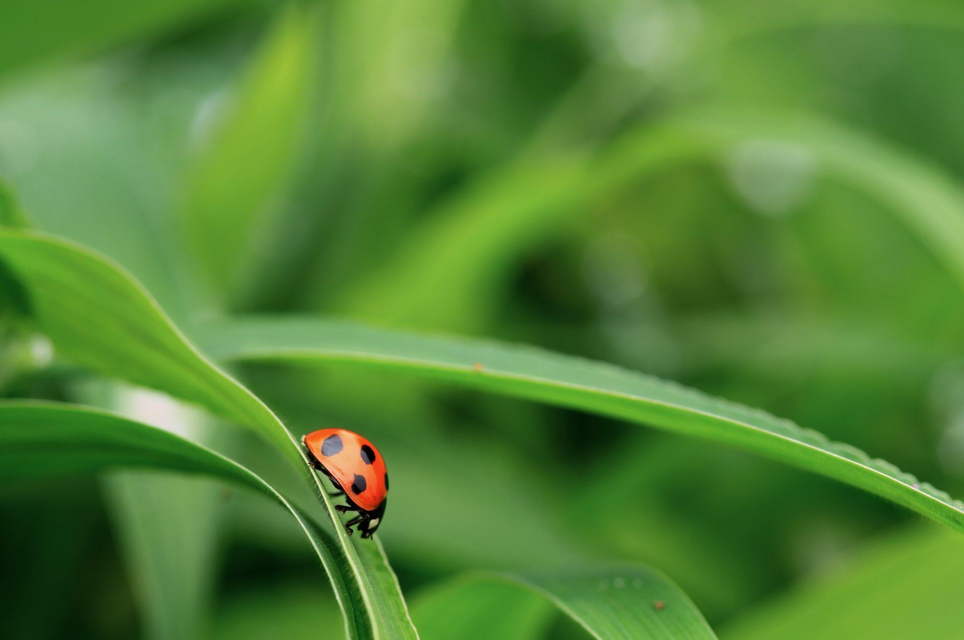 scarabeo fogliame verde sfondo erba coccinella