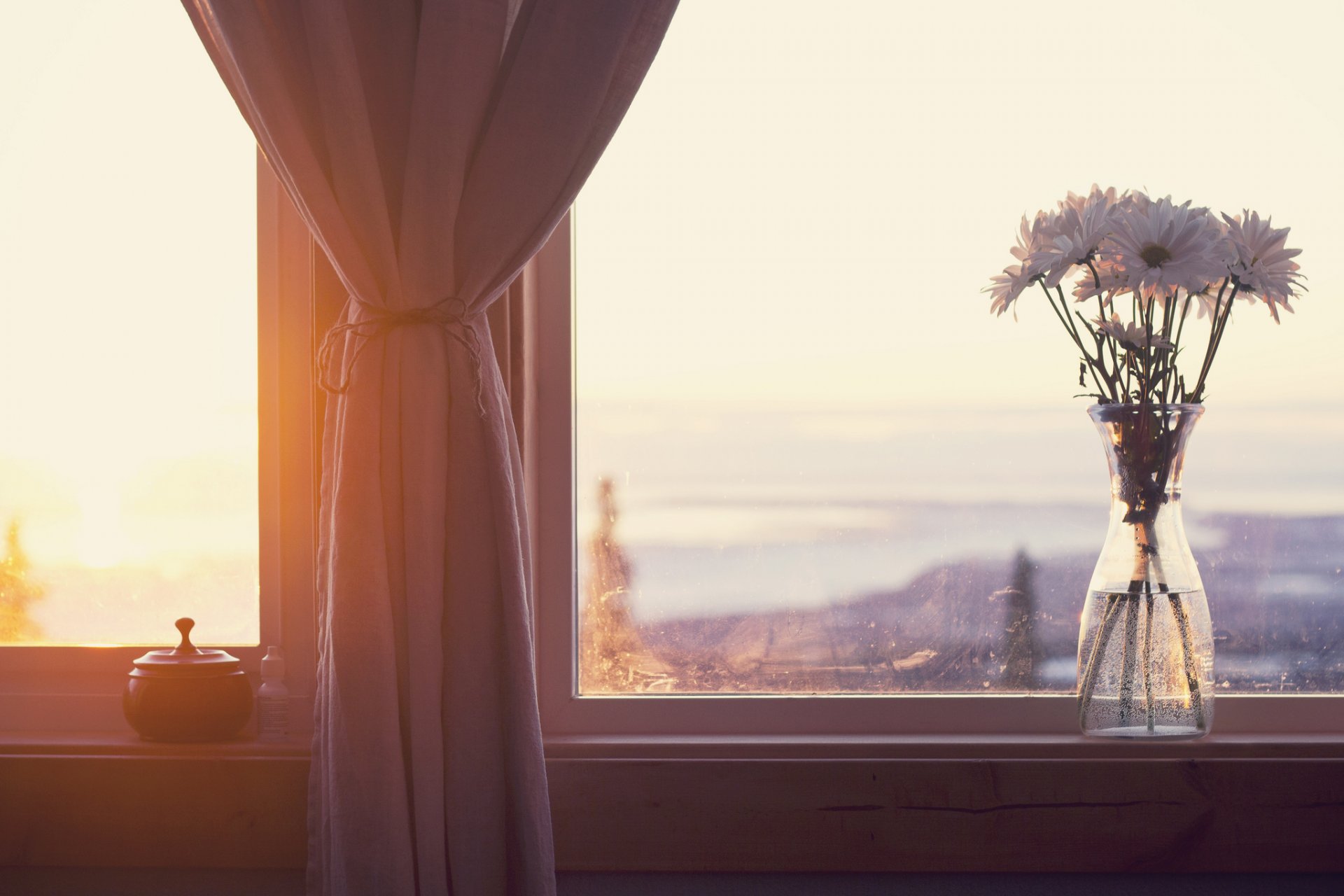 flores ventana alféizar de la ventana pétalos ramo