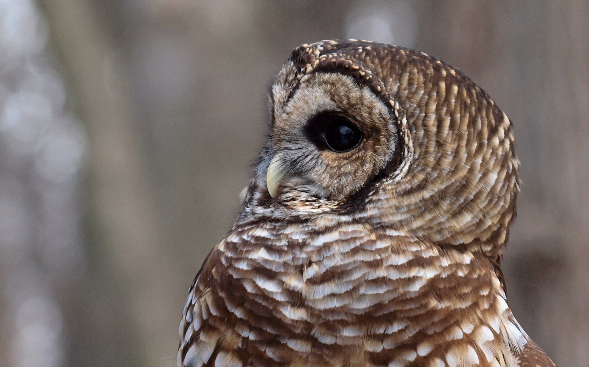 hibou barred owl panaché strix varia oiseau profil