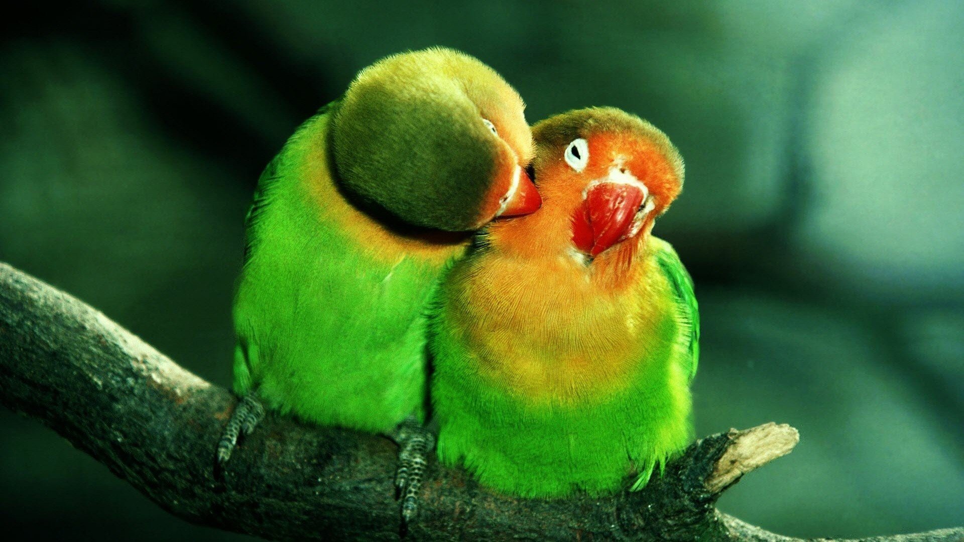 papuga papugi lovebirds ptak ptaki ptaszki gałąź gołąbki miłość