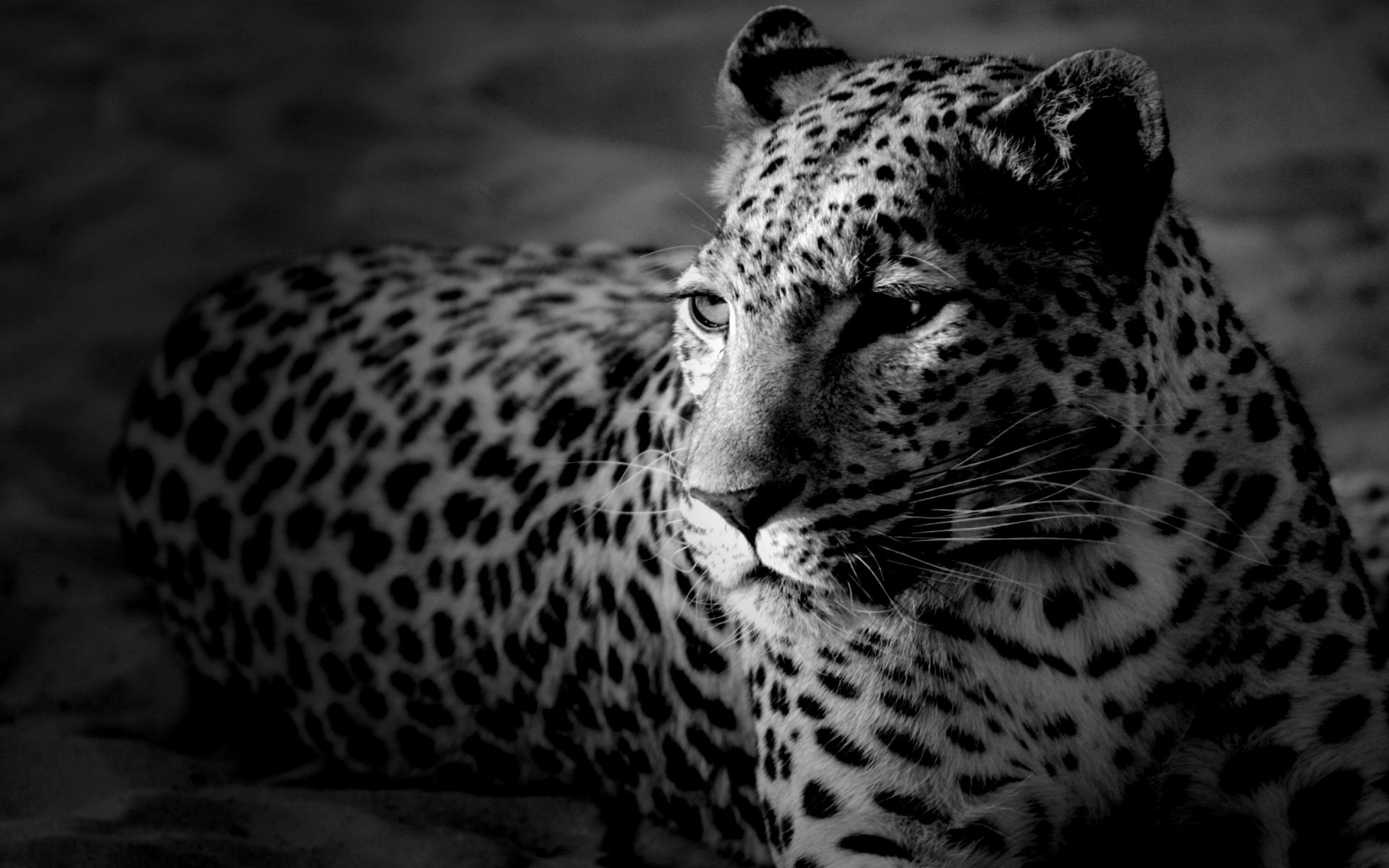 leopard big cat reverie calm black and white animal