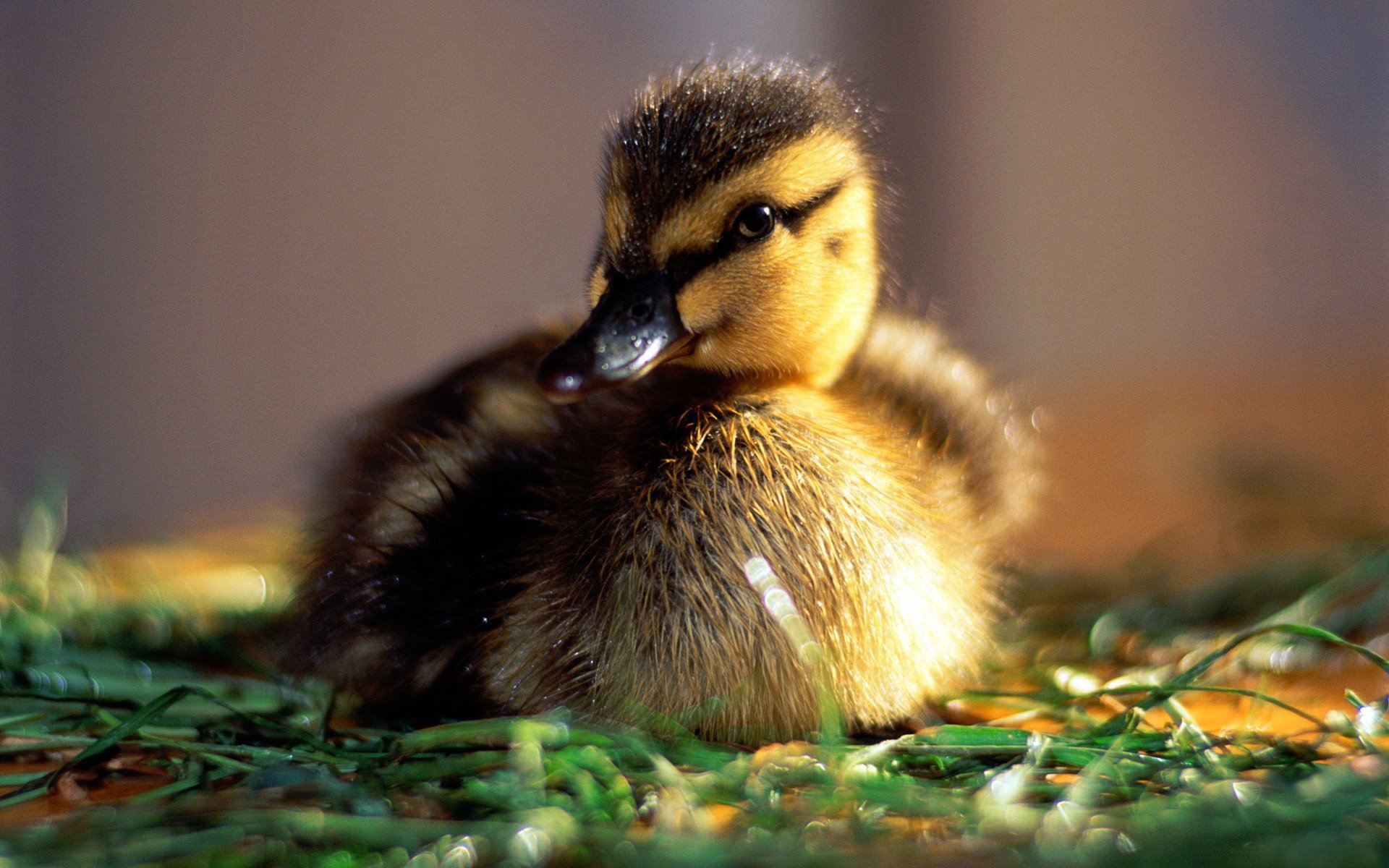 anatroccolo mattina sole bambino umore rugiada