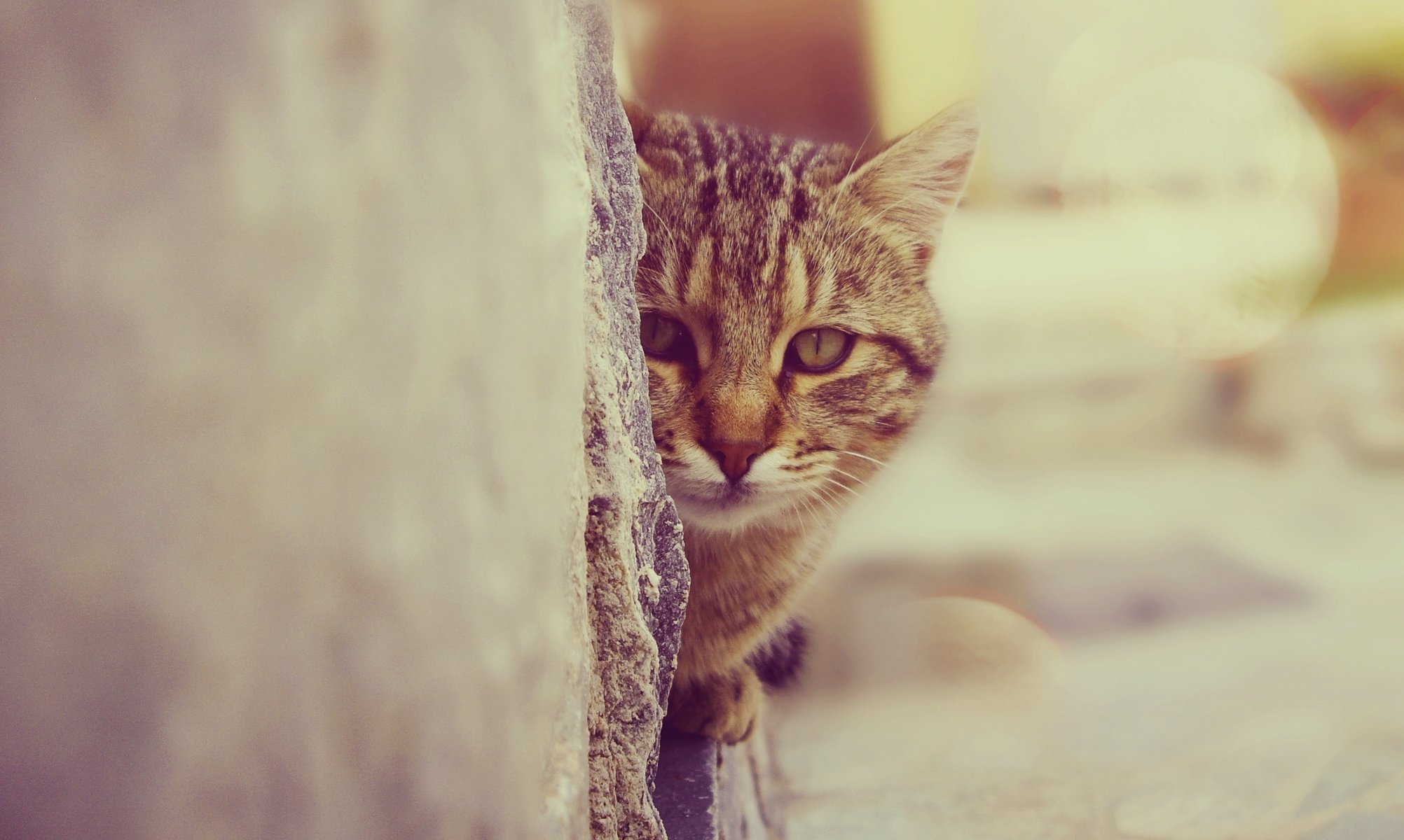 chat chat vue mur pupilles