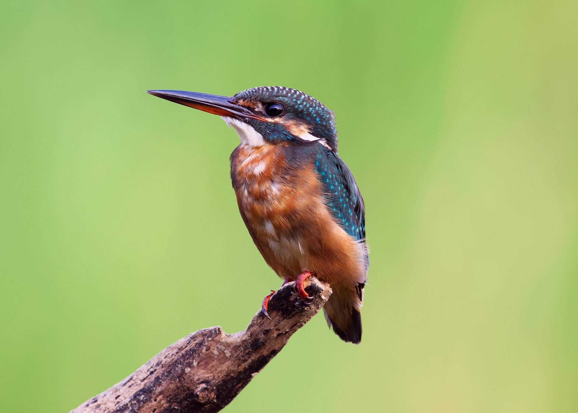 kingfisher martin-pêcheur branche fond