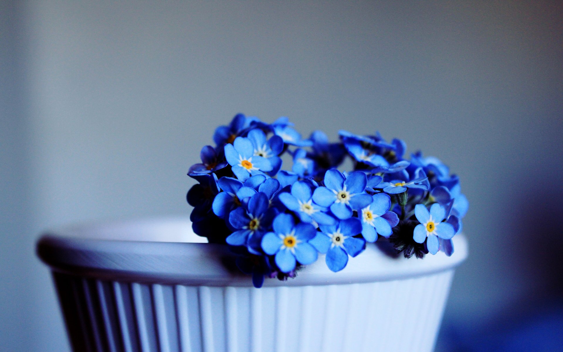 forget-me-nots flowers flower small flowers blue blue blue flowers cup