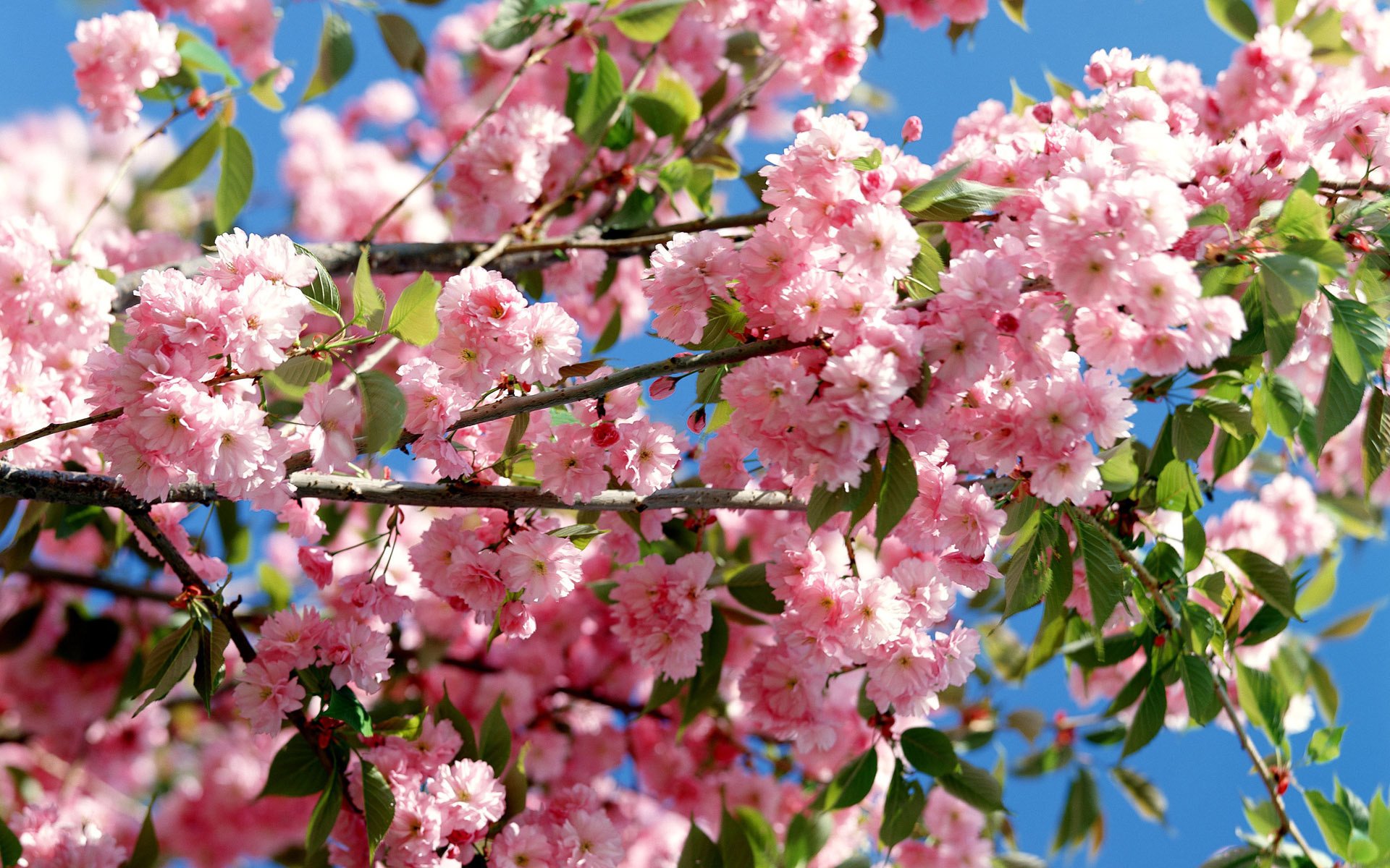 akura color japan flowers sakura tree flowering tree leaves flowering pink flowers spring pink branches branch