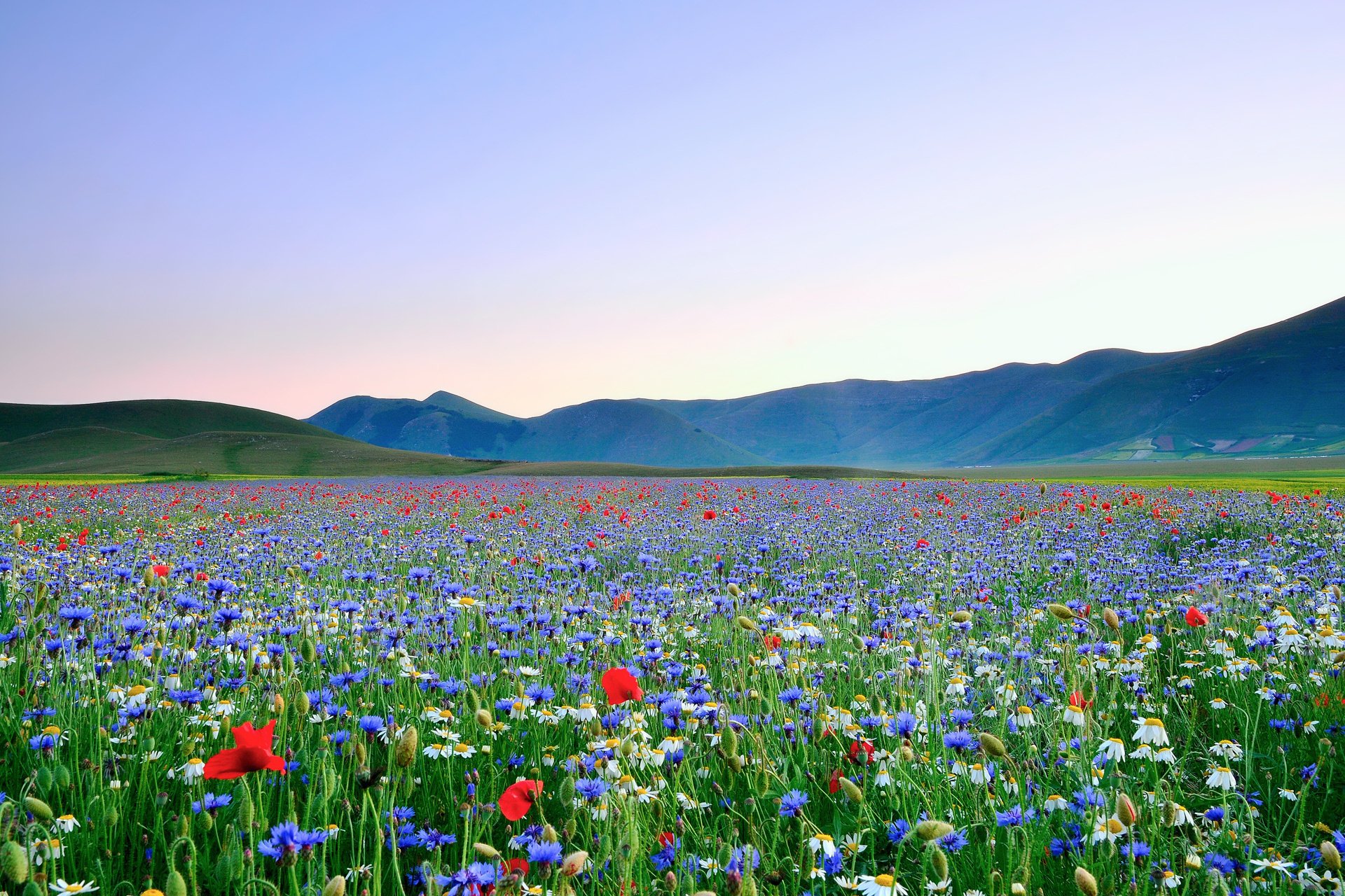 fleurs coquelicots ciel champ marguerites vallée