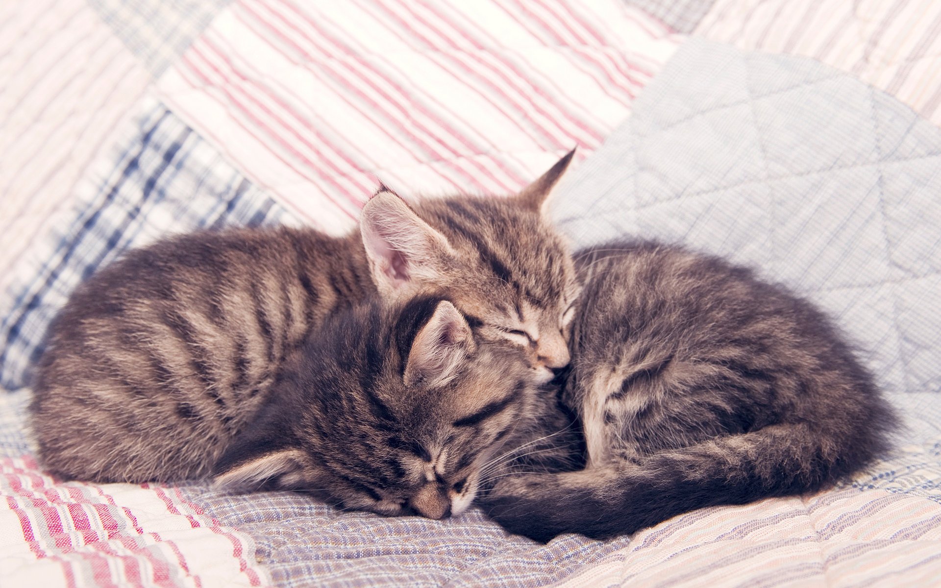 chats chatons endormis chatons chats phoques sommeil calme confort tendresse tout-petits animaux domestiques couverture