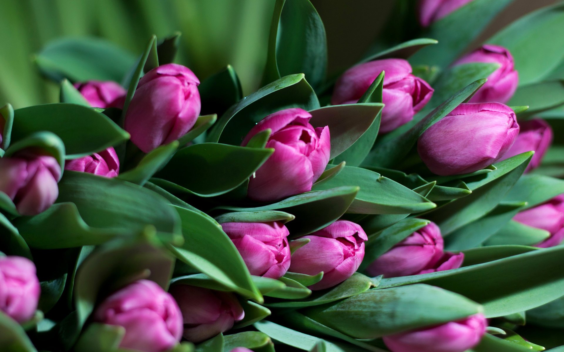 kwiaty tulipan zieleń liście tulipany bukiet świeżość wiosna fioletowe kwiaty