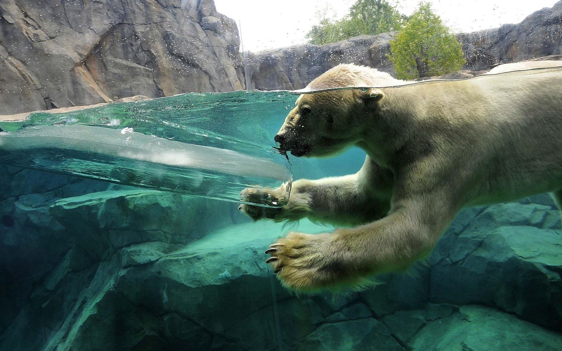 taucht eisbär eis felsen wasser