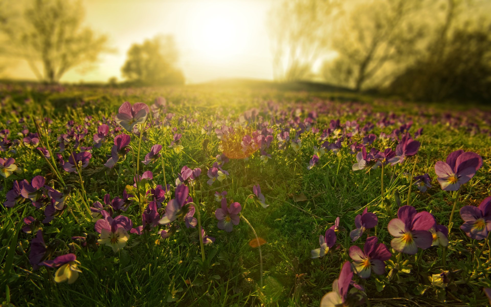 pensées fleurs éblouissement de la lumière aube lever du soleil pré herbe