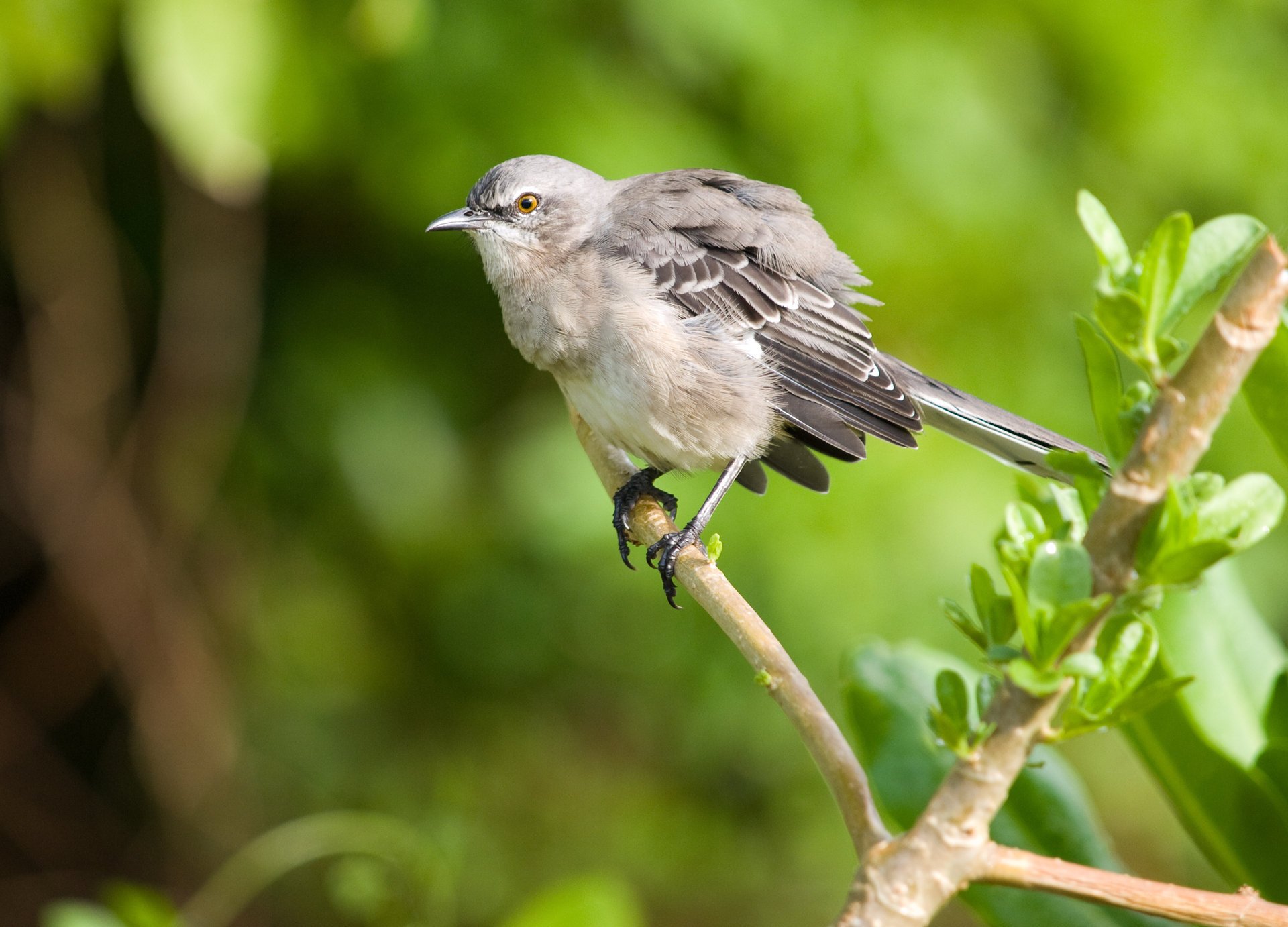 mockingbird пересмешник птица ветка макро