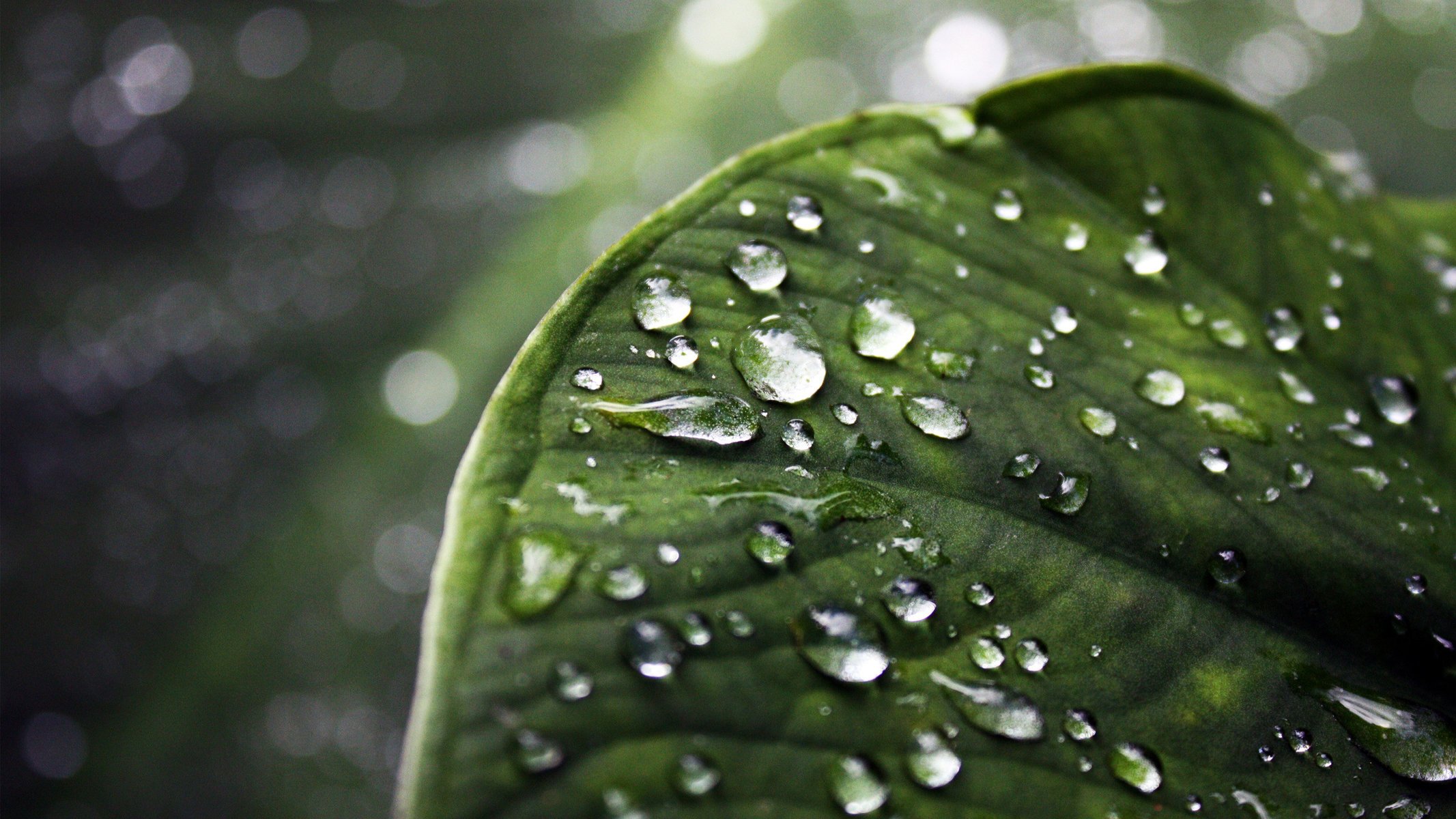 gotas rocío hoja