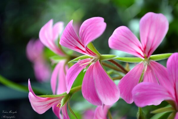 Pelargonium veteado rosa brillante