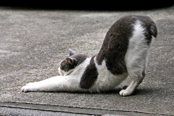 Spotted cat stretches on the asphalt