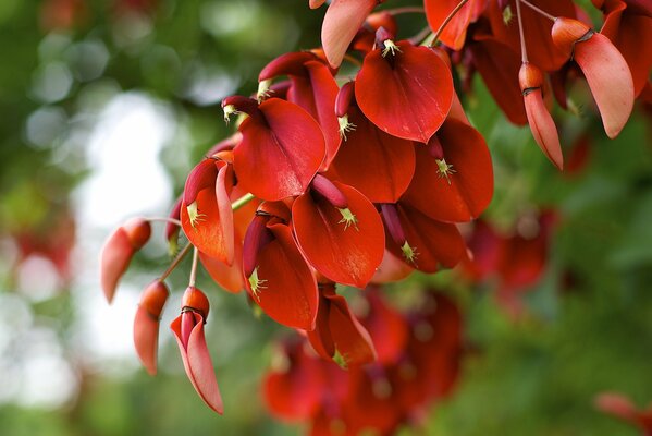 Planta con flores rojas sobre un fondo borroso de vegetación