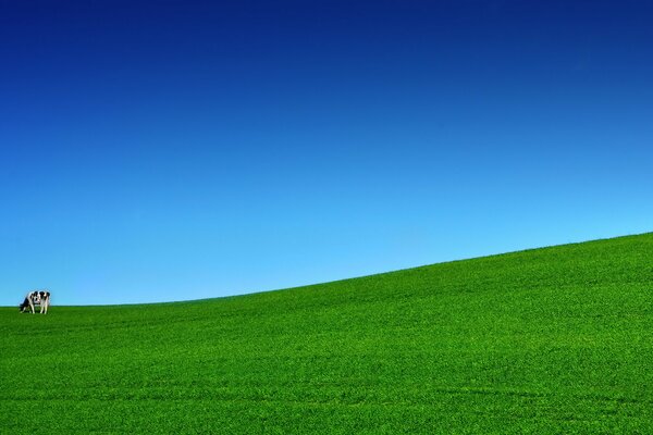 Cow on a green lawn against a blue sky