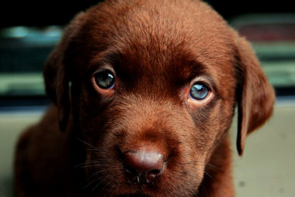 Adorable little chocolate puppy