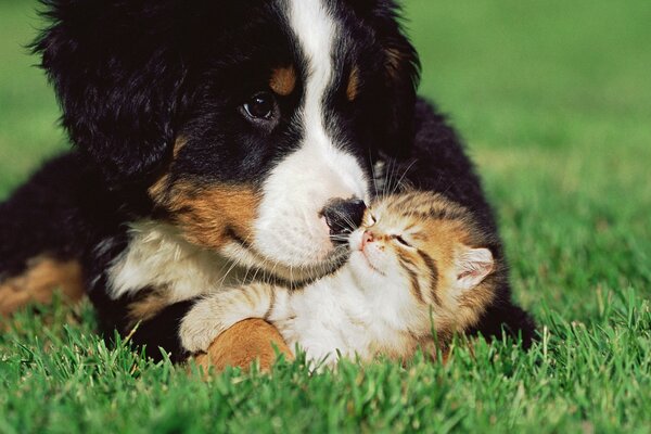 Grand chien et petit chaton se trouvent sur l herbe