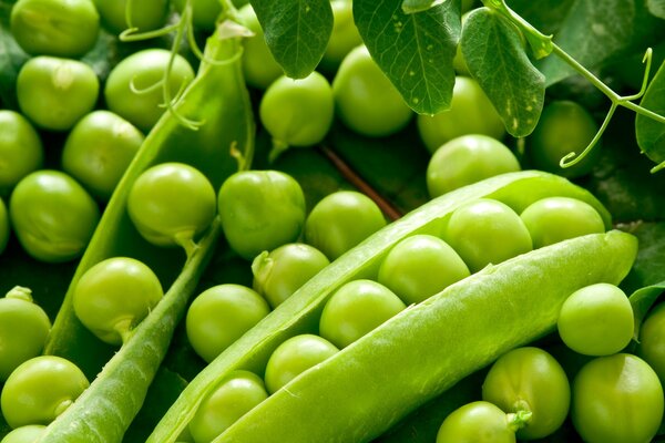 Pois mûrs verts sous les feuilles