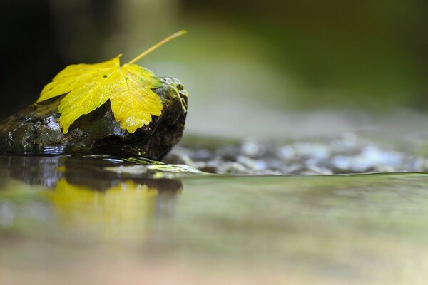 Feuille d automne jaune sur pierre