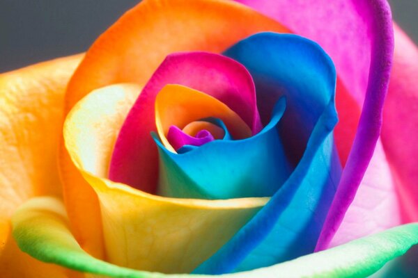 Une rose de thé multicolore est pleine de pétales