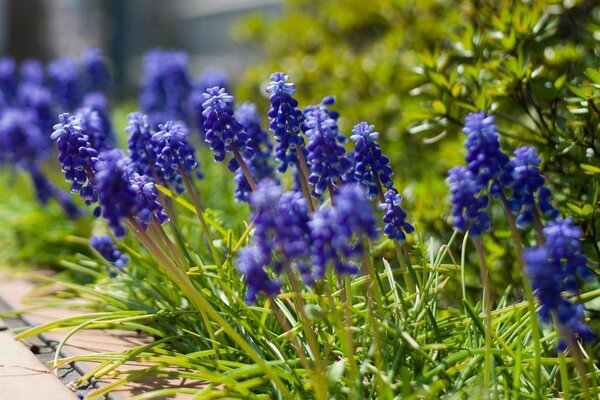 Ugly flower name, but very beautiful blue color