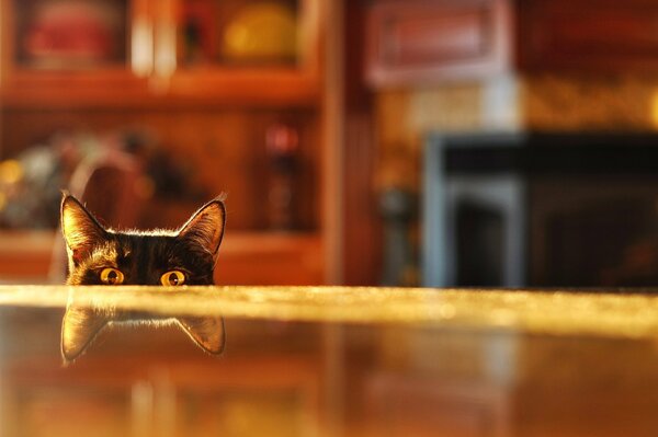 Gatto che fa capolino sul riflesso sfocato