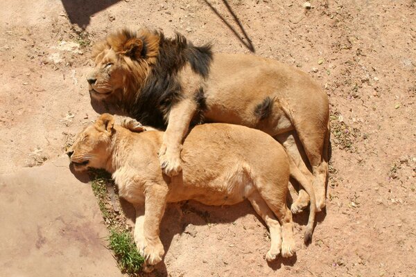 La famille des lions repose sur terre