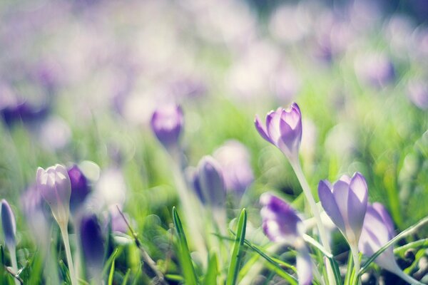 Lila Krokusse sind eine sehr zarte Blume