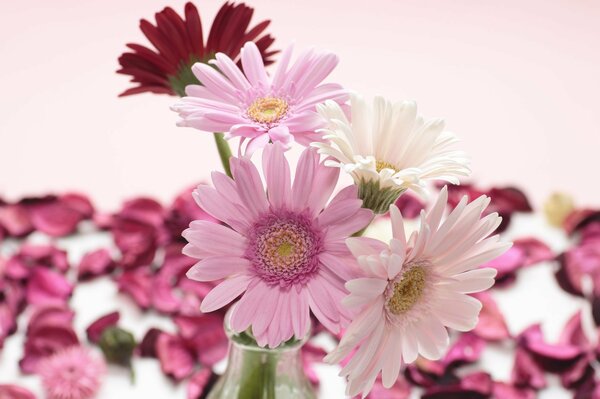 Gerbera has red and pink petals