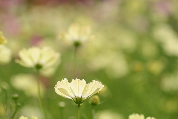 Delicate white petals of the cosmea in the greenery on the meadow