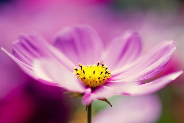 Cute wildflower on a thin stalk