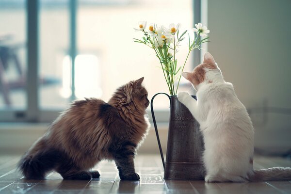 Cute kittens sniff flowers