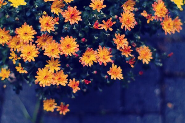 Drops of water lie on orange flowers