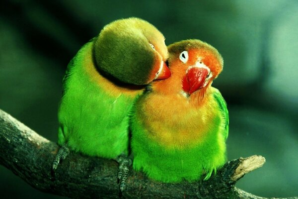 El calor del amor inseparable pareja