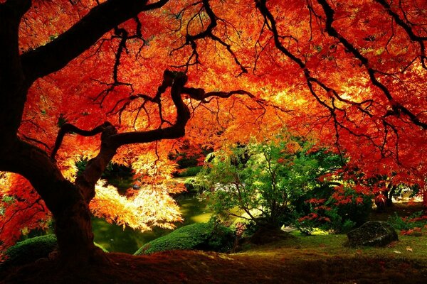 Autumn orange maple among green trees