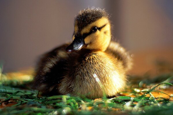 Mi bebé patito cubierta