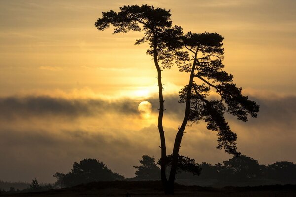 Paisaje árbol en el fondo del cielo al atardecer