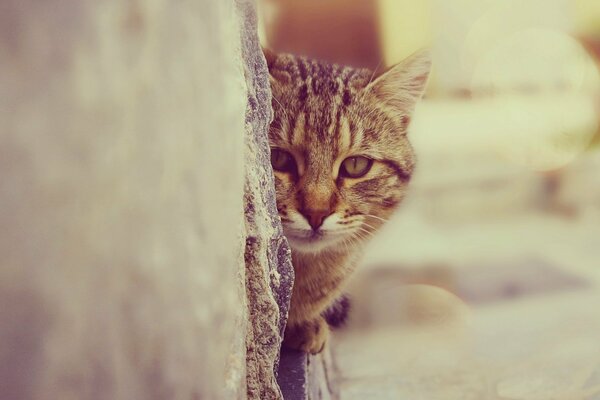 Die Katze sitzt an der Wand und schaut genau hin